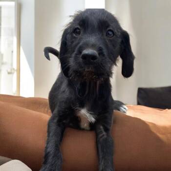 Schnauzer and Spaniel Dogs Available for Adoption in San Diego, California - Sunny | PetCurious
