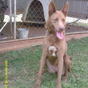 Peanut -  Mixed Breed Dog for Adoption in Buffalo, Minnesota - Peanut | PetCurious