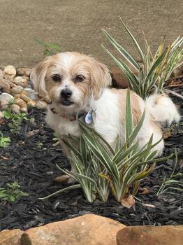 Melvin -  Maltese Dog for Adoption in Houston, Texas - Melvin | PetCurious