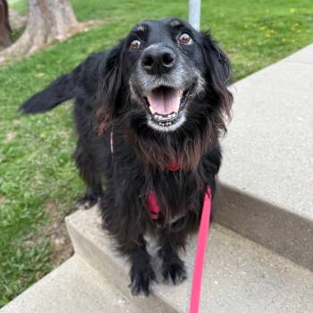 Rescue Mixed Breed Dogs for Adoption in Pittsburgh, Pennsylvania - Pops | PetCurious