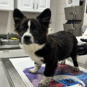 Nano -  Mixed Breed Dog for Adoption in Huntsville, Alabama - Nano | PetCurious