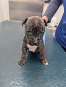 Manuel -  Pit Bull Terrier Dog for Adoption in Mobile, Alabama - Manuel | PetCurious