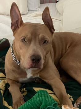 Coda -  Pit Bull Terrier Dog for Adoption in Holly Springs, North Carolina - Coda | PetCurious