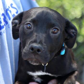 Denzel (AO36687) -  Black Labrador Retriever Dog for Adoption in Kansas City, Kansas - Denzel (AO36687) | PetCurious