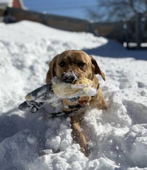 Labrador Retriever Dogs Available for Adoption - BROTHER | PetCurious