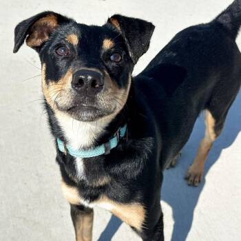 Karlos -  Coonhound and Cattle Dog Dog for Adoption in Matteson, Illinois - Karlos | PetCurious