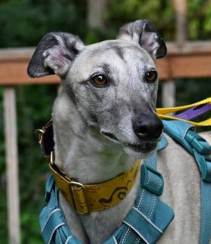 Crash -  Greyhound Dog for Adoption in Minneapolis, Minnesota - Crash | PetCurious