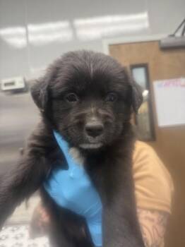 Labrador Retriever and Mixed Breed Dogs Available for Adoption in North Charleston, South Carolina - 3473B Bogart | PetCurious