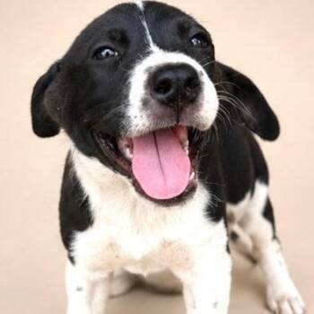 Happy -  Labrador Retriever Dog for Adoption in South Elgin, Illinois - Happy | PetCurious