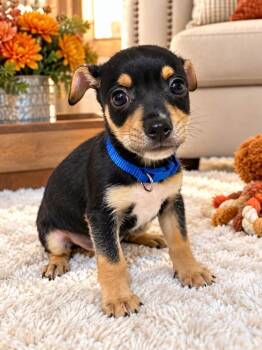 Travis -  Miniature Pinscher Dog for Adoption in Walker, Louisiana - Travis | PetCurious