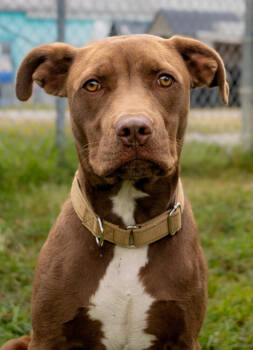 Rescue Pit Bull Terrier Dogs for Adoption in Evansville, Indiana - Chip | PetCurious