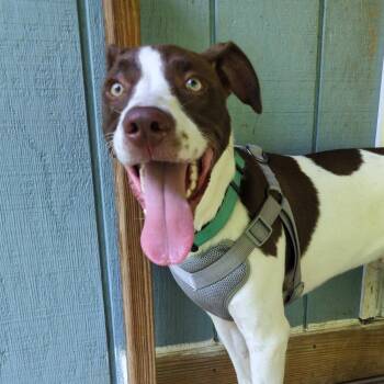 Rescue German Shorthaired Pointer and Mixed Breed Dogs for Adoption in Carmel Hamlet, New York - Finny | PetCurious