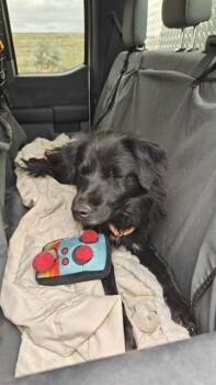 AKANE -  Border Collie Dog for Adoption in Casper, Wyoming - AKANE | PetCurious