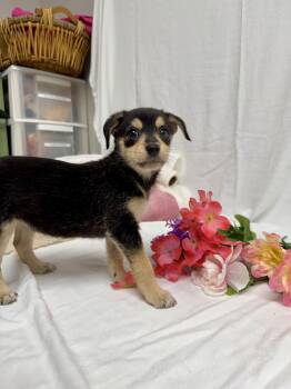 Geneva the tiny min pin mix puppy -  Miniature Pinscher and Schnauzer Dog for Adoption in Muskego, Wisconsin - Geneva The Tiny Min Pin Mix Puppy | PetCurious