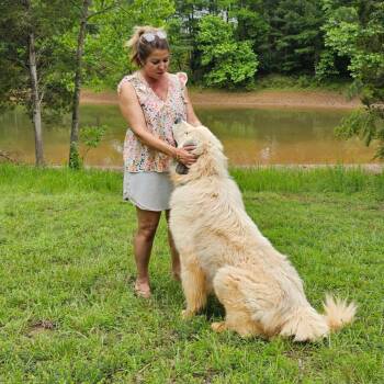 Moses -  Great Pyrenees Dog for Adoption in Lynchburg, Virginia - Moses | PetCurious
