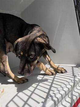 A660812 -  German Shepherd Dog and Mixed Breed Dog for Adoption in Houston, Texas - A660812 | PetCurious