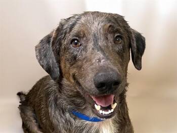 SCAR -  Catahoula Leopard Dog and Mixed Breed Dog for Adoption in Fort Lauderdale, Florida - SCAR | PetCurious
