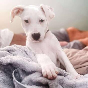 Rescue Mixed Breed Dogs for Adoption in Wando, South Carolina - Daisy | PetCurious