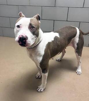 Mixed Breed Dogs Available for Adoption in Nashville, Tennessee - Belladonna | PetCurious