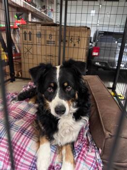Sadie  -  Australian Shepherd Dog Available for Adoption in Coarsegold, California - Sadie  | PetCurious