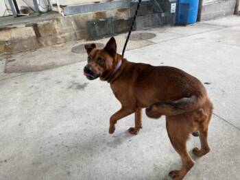 ROSARIO -  German Shepherd Dog and Mixed Breed Dog for Adoption in Texas City, Texas - ROSARIO | PetCurious