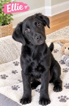 Ellie -  Black Labrador Retriever and Chesapeake Bay Retriever Dog for Adoption in Huntingtown, Maryland - Ellie | PetCurious