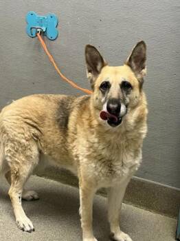 German Shepherd Dog Dogs Available for Adoption in Las Vegas, Nevada - RILEY | PetCurious