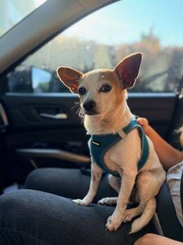 MYRA BELLE -  Chihuahua Dog for Adoption in Alpharetta, Georgia - MYRA BELLE | PetCurious