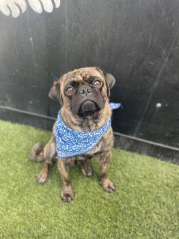 Marcelo -  Pug Dog for Adoption in Gardena, California - Marcelo | PetCurious