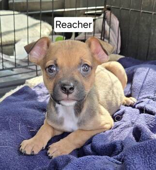 Jack Russell Terrier Dogs Available for Adoption - Reacher | PetCurious