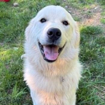 CT Power Ranger -  Great Pyrenees Dog for Adoption in Stormville, New York - CT Power Ranger | PetCurious
