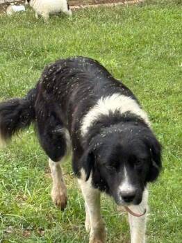 Candy Bars : Baby Ruth -  Border Collie and Labrador Retriever Dog for Adoption in Aurora, Indiana - Candy Bars : Baby Ruth | PetCurious