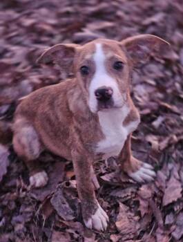 Bulldog Dogs Available for Adoption - Chipmunk | PetCurious