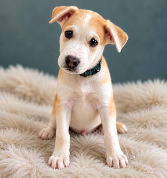Siberian Husky and Australian Cattle Dog Blue Heeler Dogs Available for Adoption in Palo Alto, California - Tropical: Kiwi | PetCurious