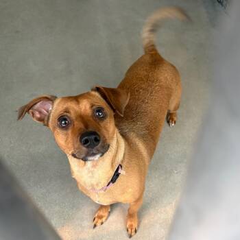 Cleo -  Dachshund and Mixed Breed Dog for Adoption in San Gabriel, California - Cleo | PetCurious