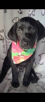 Hewitt -  Labrador Retriever and Standard Poodle Dog for Adoption in Sanford, Florida - Hewitt | PetCurious