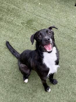 Mixed Breed Dogs Available for Adoption - MARNI | PetCurious