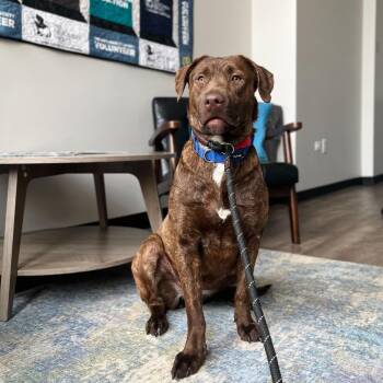 Hope -  Chocolate Labrador Retriever Dog for Adoption in Chicago, Illinois - Hope | PetCurious