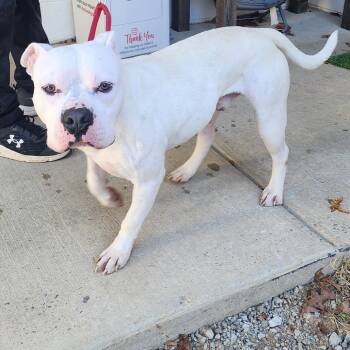 Rescue Pit Bull Terrier Dogs for Adoption in Evensville, Tennessee - Diablo | PetCurious