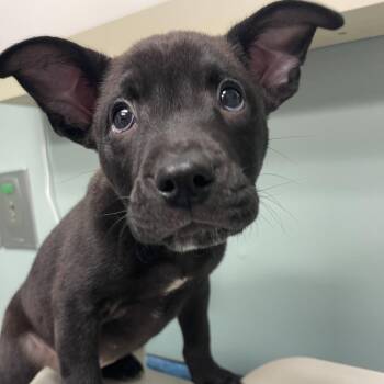 Dodger -  Pit Bull Terrier and Mixed Breed Dog for Adoption in Lenexa, Kansas - Dodger | PetCurious