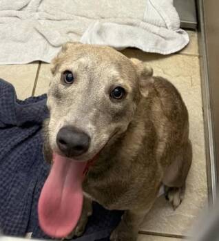 Mixed Breed Dogs Available for Adoption in Honolulu, Hawaii - Malibu (Boo) | PetCurious