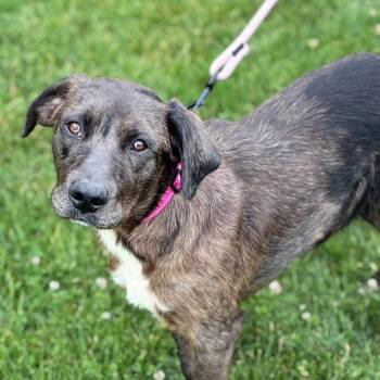 Roo -  Labrador Retriever Dog for Adoption in South Elgin, Illinois - Roo | PetCurious