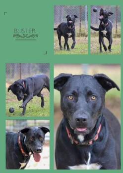 Rescue Labrador Retriever Dogs for Adoption in Jesup, Georgia - Buster B | PetCurious