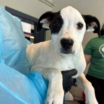 Mixed Breed Dogs Available for Adoption in Huntington, West Virginia - Paris | PetCurious