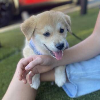 Thunder -  Australian Shepherd and Terrier Dog for Adoption in Escondido, California - Thunder | PetCurious