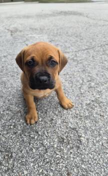 Mastiff and Black Mouth Cur Dogs Available for Adoption in Orlando, Florida - Gatti | PetCurious