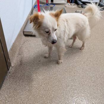 Chihuahua and Mixed Breed Dogs Available for Adoption in League City, Texas - Shiro | PetCurious