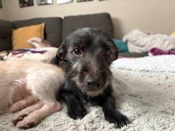 Dachshund and Terrier Dogs Available for Adoption - Thelonius | PetCurious
