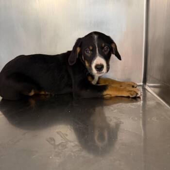 Manda -  Mixed Breed Dog for Adoption in Saint Joseph, Missouri - Manda | PetCurious