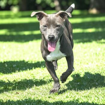 Lulu -  Terrier Dog for Adoption in Kenedy, Texas - Lulu | PetCurious